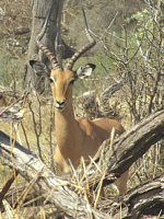 Impala Impala
